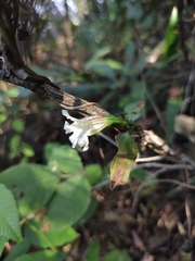 Tripterospermum chinense