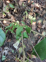 Tripterospermum chinense