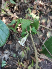 Tripterospermum chinense