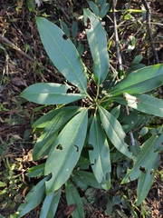Daphniphyllum macropodum