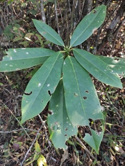 Daphniphyllum macropodum