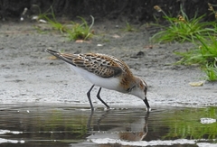 Calidris minuta