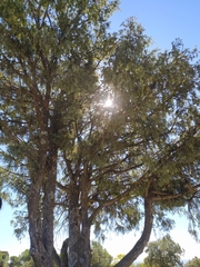Juniperus oxycedrus