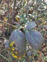 Lindera reflexa