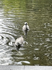 Larus canus