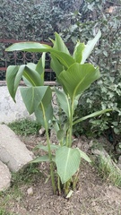 Canna paniculata