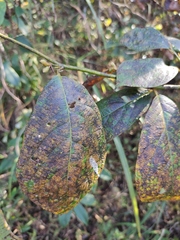 Lindera reflexa