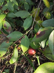 Camellia oleifera