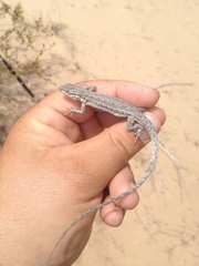 Urosaurus graciosus