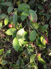 Camellia oleifera