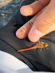 Sympetrum frequens
