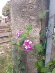 Lantana megapotamica