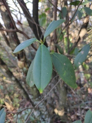 Rhododendron ovatum