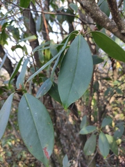Rhododendron ovatum