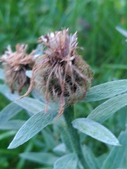 Centaurea uniflora