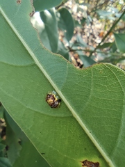 Aspidimorpha sanctaecrucis