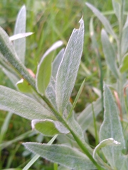 Centaurea uniflora