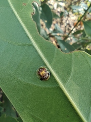 Aspidimorpha sanctaecrucis