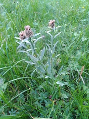 Centaurea uniflora