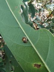 Aspidimorpha sanctaecrucis