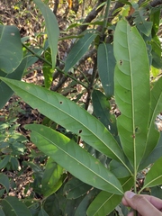 Lindera megaphylla