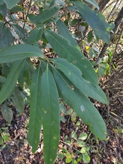 Lindera megaphylla