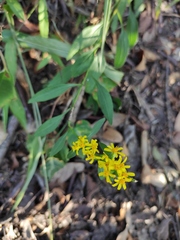 Solidago decurrens