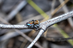 Maratus jactatus