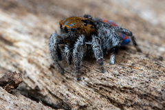 Maratus jactatus