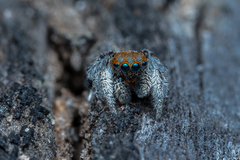 Maratus jactatus