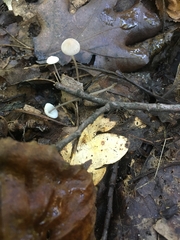 Mycena vitilis
