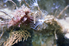 Tubulariidae