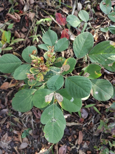 Lespedeza davidii iNat (1)