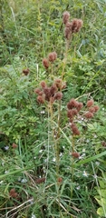 Lespedeza angustifolia