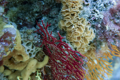 Melithaea zimmeri