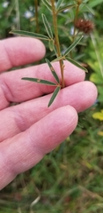 Lespedeza angustifolia