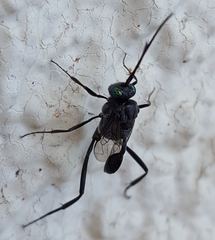 Evania appendigaster