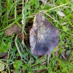 Russula amoenicolor