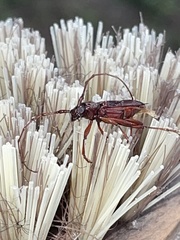 Elaphidion
