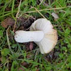 Russula amoenicolor