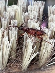Elaphidion