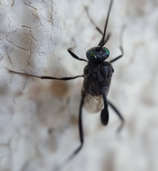 Evania appendigaster
