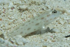 Ctenogobiops mitodes