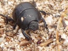 Thorectes intermedius