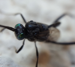 Evania appendigaster