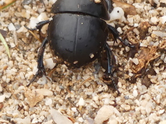 Thorectes intermedius