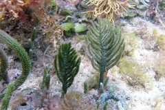 Caulerpa muelleri