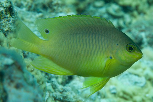 Amboina damselfish (Pomacentrus amboinensis) — Pomacentridae — 4