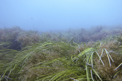 Zostera nigricaulis