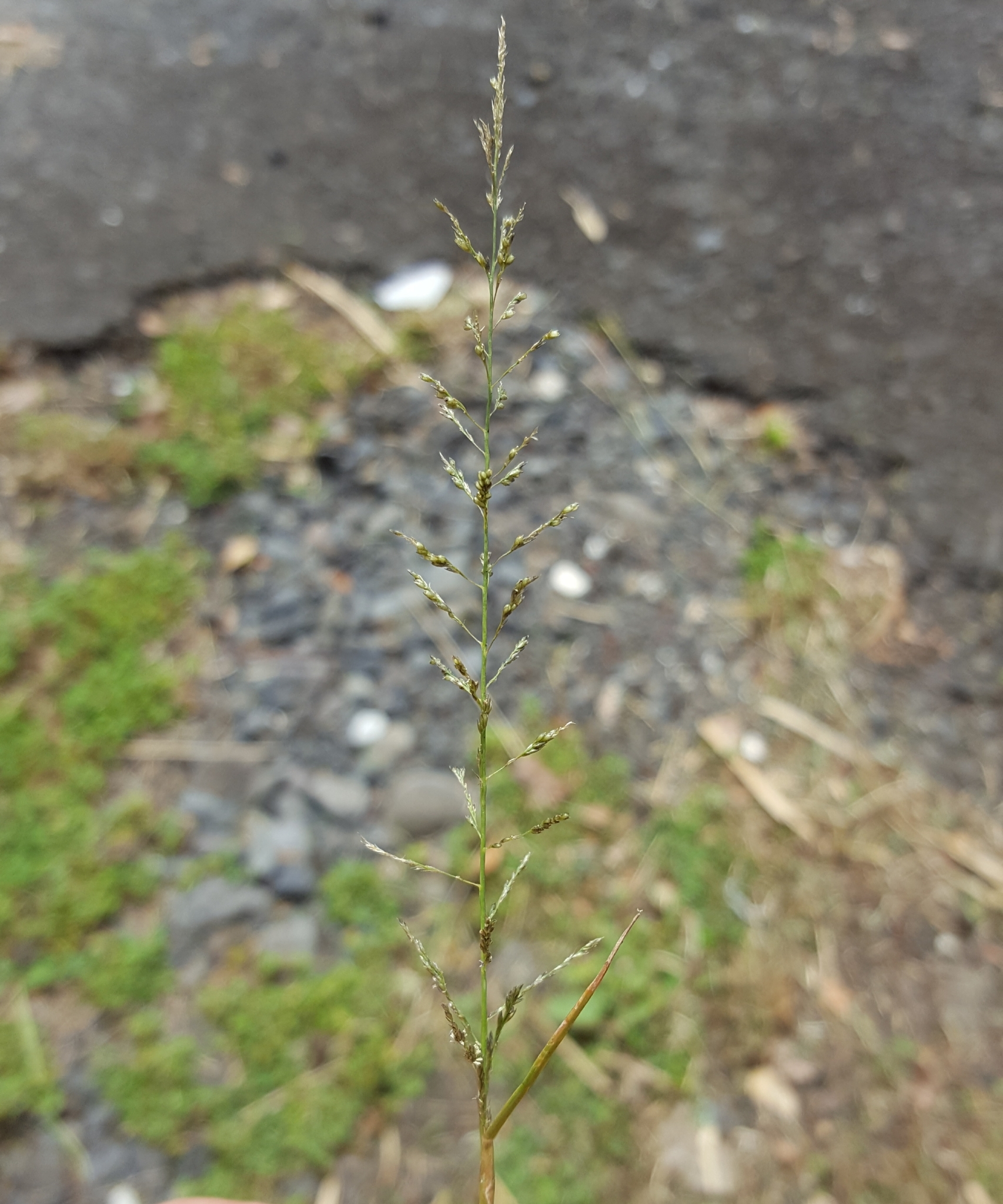 (c) François Rousseu, certains droits réservés (CC BY-NC) https://www.inaturalist.org/observations/97533530